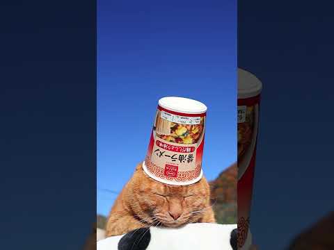 ＣＯ・ＯＰ 醤油ラーメン（鶏だししょう油味）　260106　のせ猫　 cat cute 猫のいる暮らし　 ネコ　 ねこ… サムネイル