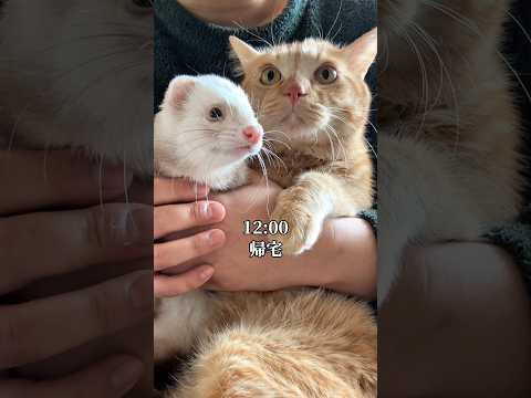 お仕事で忙しすぎる猫の一日　つなまよ cat pr filmora filmora15 猫cat ai生成写真 サムネイル