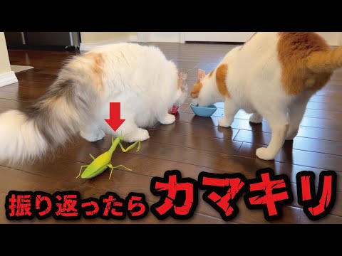 振りかえったら巨大カマキリがいた時の猫たちの反応がこちら… サムネイル