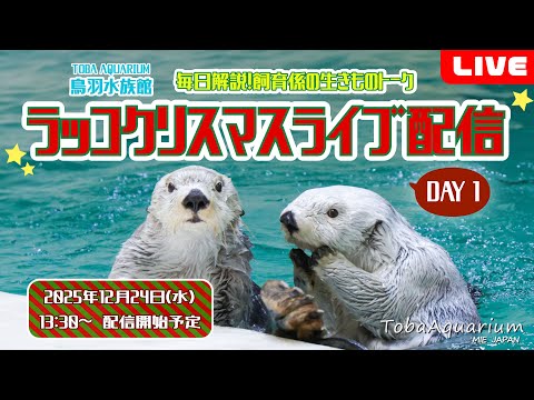 話題のクリスマス配信！鳥羽水族館の飼育係がラッコの魅力を語るライブ サムネイル