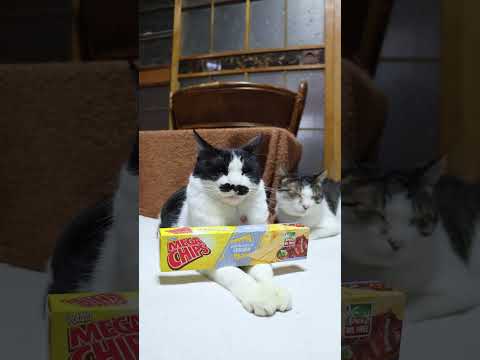 MEGACHIPS CHICKEN　260125　のせ猫　 cat cute kitty　 ねこ　 猫のいる暮らし… サムネイル