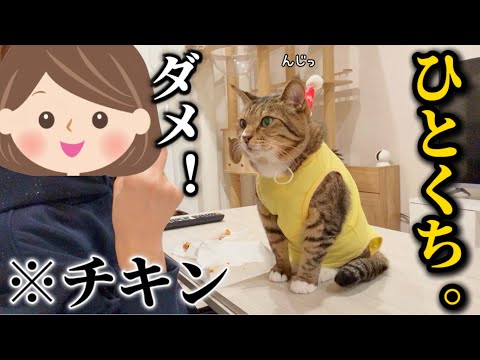 元ボス猫を家族に迎えたらお裾分けしてもらえないと真ん前に来て至近距離でアピールしてくる食い意地モンスターでした サムネイル