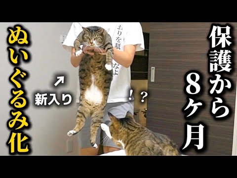 【急成長】保護したおデブ猫がついにふにゃふにゃになっちゃいました サムネイル