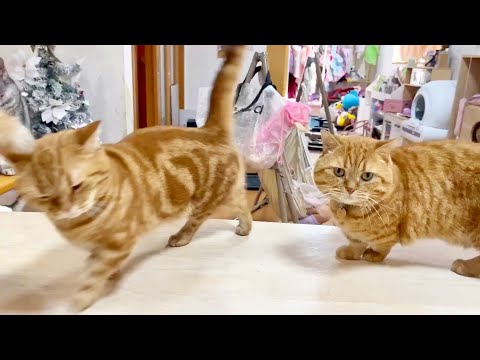 最新のごはんトレンド！あいちゃんと仲間たちの楽しい食事シーン サムネイル