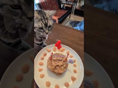 ラッテ4さいのお誕生日アメショーのラッテ アメショ アメリカンショートヘア 猫と暮らす家＃猫との暮らし猫 サムネイル
