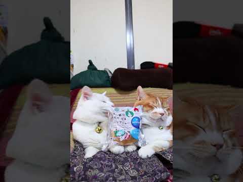 牛乳と卵のカスタード＆ホイップシュー　260107　のせ猫　 cat　 cute　 猫のいる暮らし　 ネコ　 ねこ… サムネイル