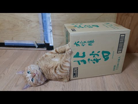 大吟醸　北秋田 の箱と猫　Box and cat　251226 サムネイル