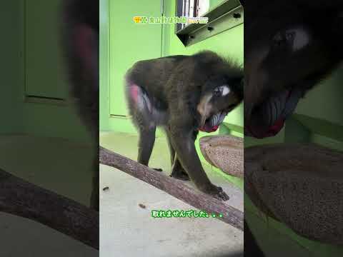 【東山動植物園公式】マンジュウロウ、ベテランお父さん！？《 マンドリル　サル 》 #short サムネイル