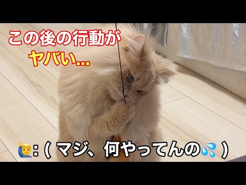 話題の猫のおもちゃ検証！一匹だけの奇行に驚き サムネイル