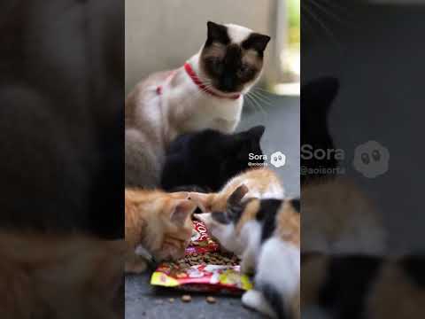 AIcatshorts funny catkitten 猫ガッツsiamese サムネイル