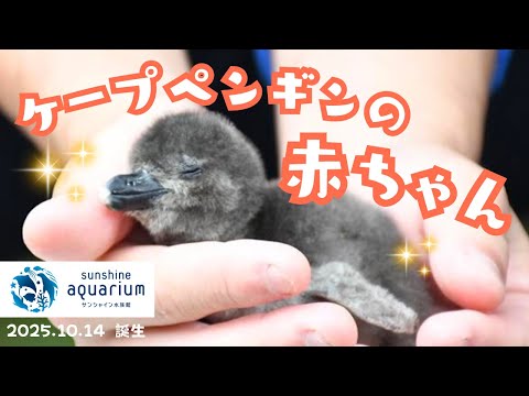 【ケープペンギン】ペンギンの赤ちゃんが生まれました！【サンシャイン水族館】 サムネイル