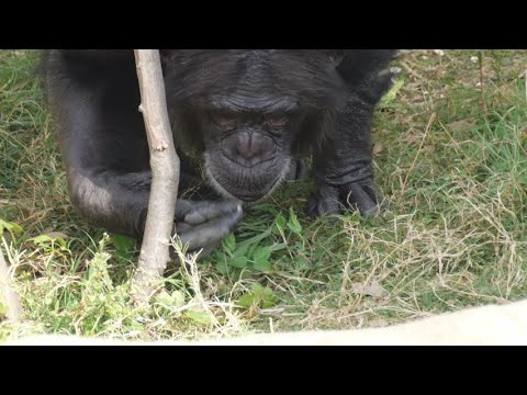 レモンたちの採食エンリッチメントが最高クラスになった！　天王寺動物園　チンパンジー　2025012 サムネイル