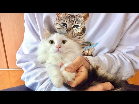 脱走帰りのモフ猫の様子がおかしい サムネイル