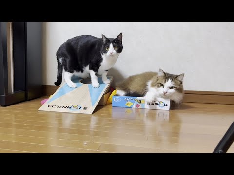 キングボンビー役でゲームに参加する猫 サムネイル