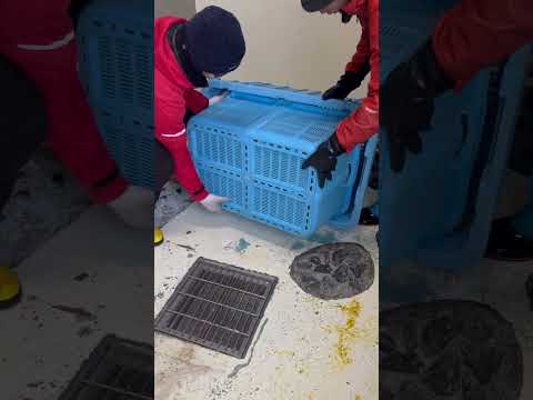 ジェンツーペンギンの引っ越し➂ サムネイル