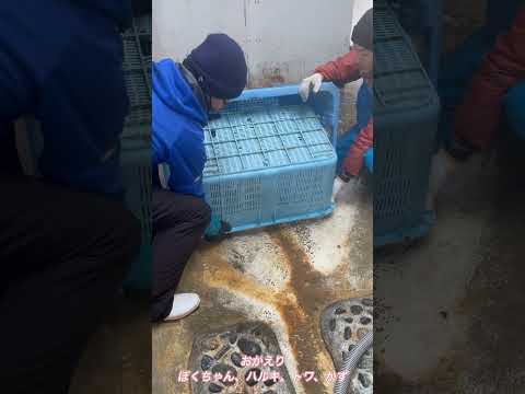 フンボル島から海獣公園へ、おかえり！➁ サムネイル