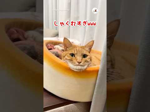 視線を感じてふと見たら…｜PECO サムネイル