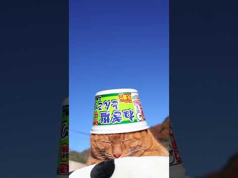 ビック　ねぎ塩とんこつらーめん　251218　#のせ猫　 #cat　 #cute　 #猫のいる暮らし　 #ねこ　 #ネ… サムネイル
