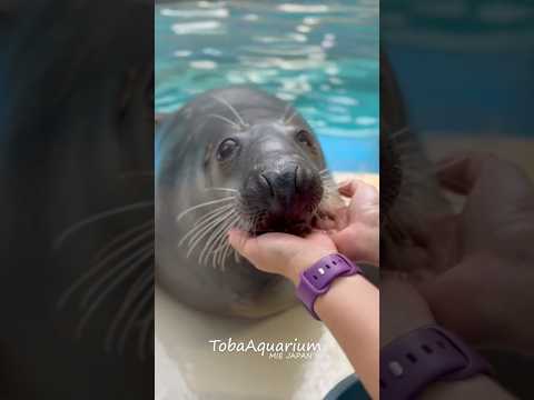 《鳥羽水族館》マロンの魅力ぜんぶ見つけて💖 鳥羽水族館 ハイイロアザラシ サムネイル