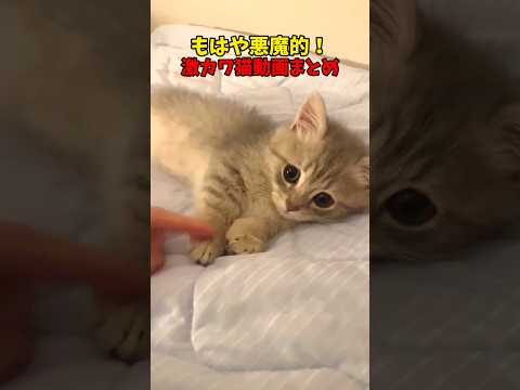 悪魔的だっっ！ 猫 cat cats cute サムネイル