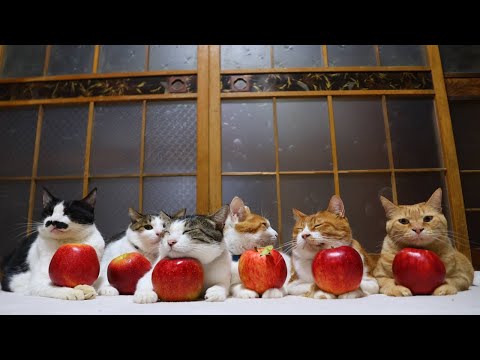 ジョナゴールド りんご のせ猫　260120 サムネイル