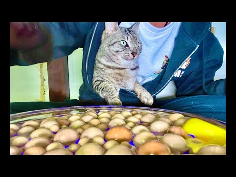 99%が5分で眠くなる｜猫×水の音ASMR Deep Relax ASMR｜Cat Purring & Wooden… サムネイル
