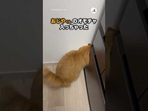 主に助けを求める猫｜PECO サムネイル
