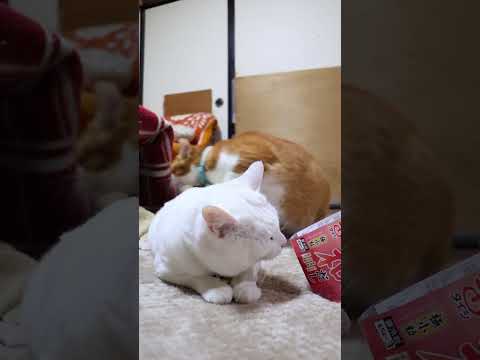 太子納豆　和だし　極小粒　260124　のせ猫　納豆　 cat cute kitty　 ねこ 猫のいる暮らし kitt… サムネイル