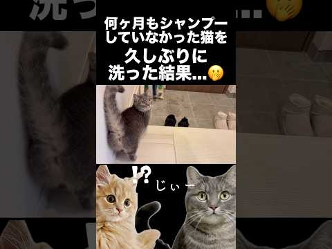 久しぶりに猫を洗った結果...shorts 猫 猫のいる暮らし サムネイル