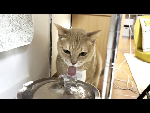 床をびしょ濡れにする猫のおかけでカビが生えてきました サムネイル