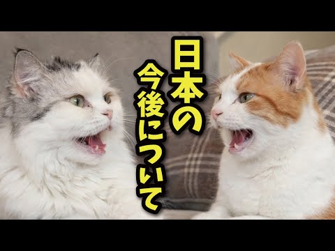 猫たちが戦争や日本の今後について真剣に話していました サムネイル