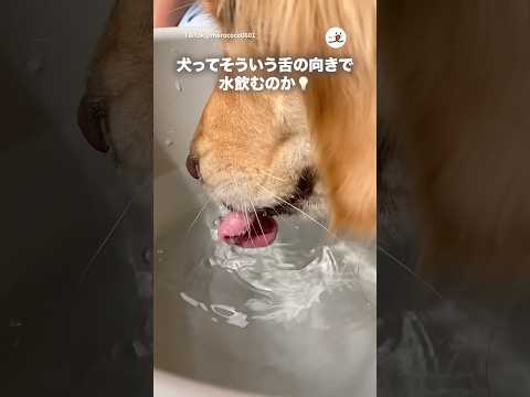 水を飲む時の犬の舌｜PECO サムネイル