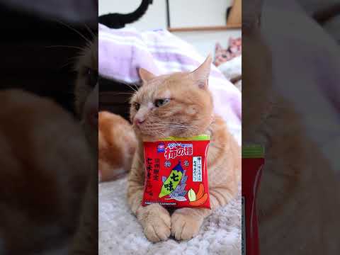 亀田の柿の種信州限定八幡屋礒五郎七味からし味　251227　 cat ねこ cute　 猫のいる暮らし　 ネコ　 ki… サムネイル
