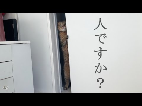 ついにウチの猫が人間に進化しました。 サムネイル