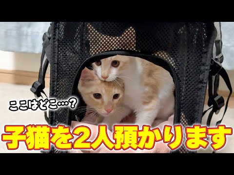 【緊張】妹の家の子猫2人が、ついに我が家にやってきました…！！ サムネイル