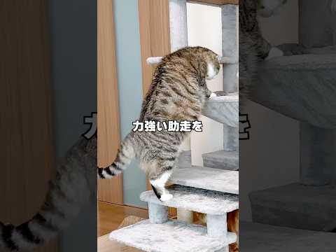 留守中のりっちゃんたちをペットカメラで見守ってたら優しすぎる映像撮れた🤣🤣🤣 猫 サムネイル