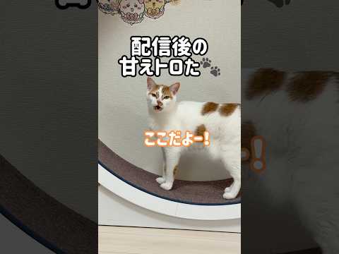 配信後に鳴いてアピールしてくる猫🐾 shorts サムネイル