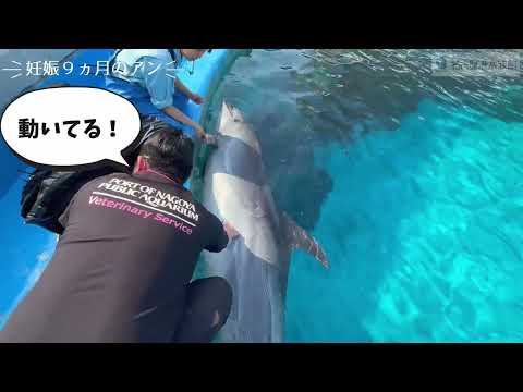妊娠9ヵ月のアンの超音波検査 名古屋港水族館 サムネイル
