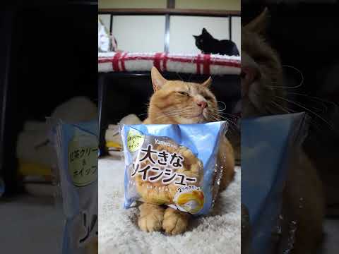 大きなツインシュ-紅茶クリ-ム&ホイップ　260207　のせ猫　 cat cute ねこ　 ネコ kitten 猫のい… サムネイル