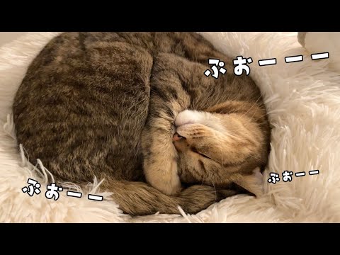 いびきがうるさすぎる猫をなんとかしたい… サムネイル