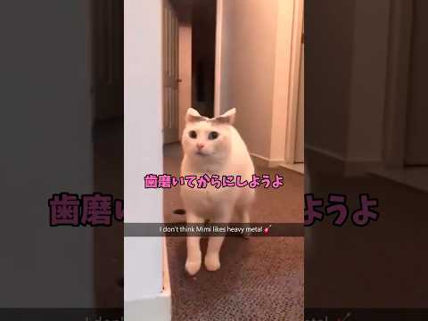 疾走感あるね🥰 猫 cat cats cute サムネイル