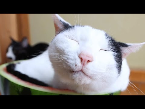 こたつ猫 がライブ配信中！　2026年2月4日 サムネイル