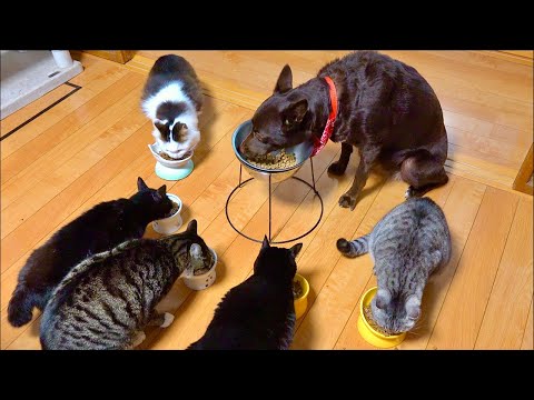 Deep Relax ASMR｜Cat Purring & Wooden Balls【live】 サムネイル