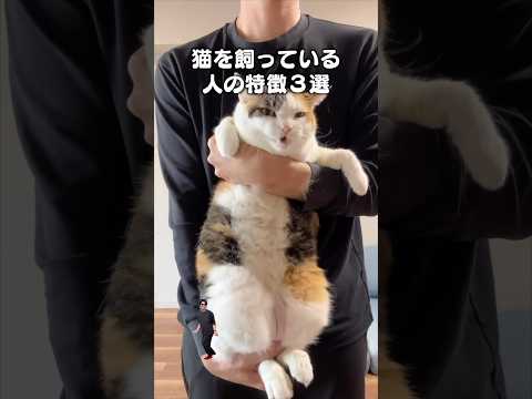 「猫を飼っている人の特徴３選２」猫あるある|フルはApple Musicほか音楽アプリへ サムネイル