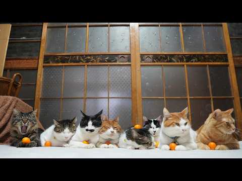 金柑 のせ猫　260305 サムネイル