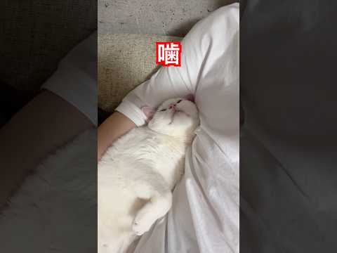 甘えていた猫が突然噛み付く サムネイル