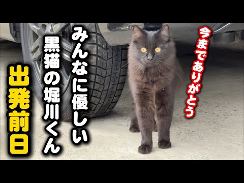 過酷な外で暮らした黒猫が明日譲渡を迎えます サムネイル
