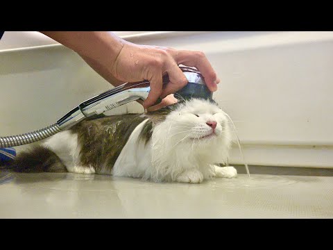 １０日間家出をしていた猫をシャンプーしてみたら。。 サムネイル