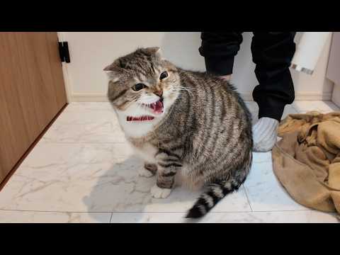 りっちゃんのお尻をお風呂で洗った飼い主の末路がコチラ🤣🤣🤣 サムネイル