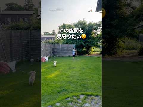 こういうのが一番平和な気がする｜PECO サムネイル